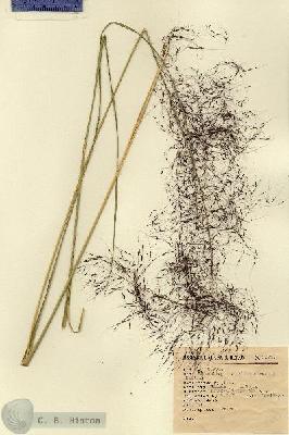 URN_catalog_HBHinton_herbarium_2083.jpg.jpg
