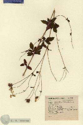 URN_catalog_HBHinton_herbarium_2084.jpg.jpg