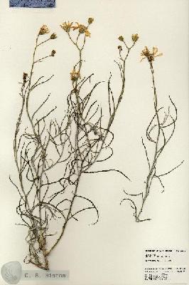URN_catalog_HBHinton_herbarium_22850.jpg.jpg