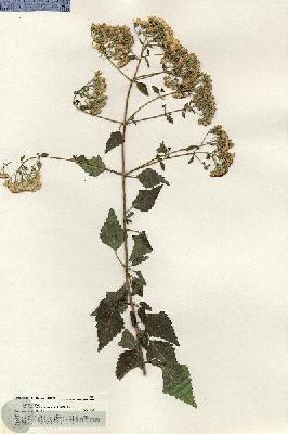 URN_catalog_HBHinton_herbarium_20840.jpg.jpg