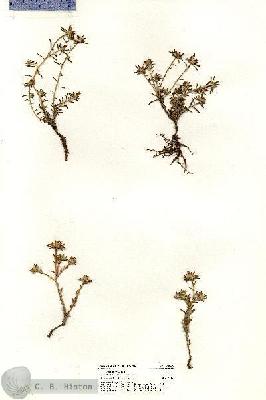 URN_catalog_HBHinton_herbarium_20843.jpg.jpg