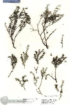 URN_catalog_HBHinton_herbarium_20858.jpg.jpg