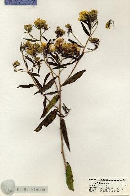 URN_catalog_HBHinton_herbarium_20870.jpg.jpg