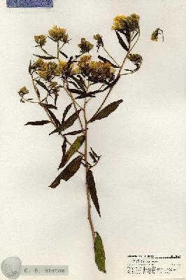 URN_catalog_HBHinton_herbarium_20878.jpg.jpg