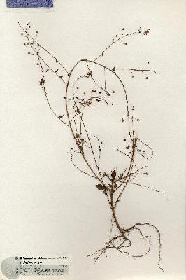 URN_catalog_HBHinton_herbarium_20879.jpg.jpg