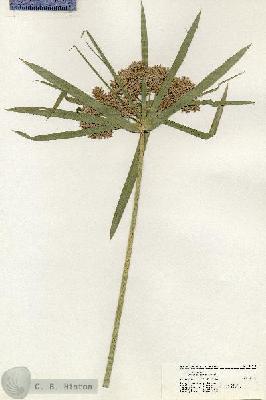 URN_catalog_HBHinton_herbarium_20917.jpg.jpg