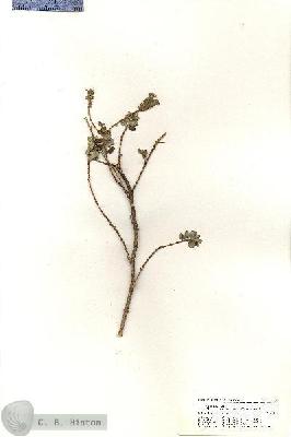 URN_catalog_HBHinton_herbarium_20936.jpg.jpg