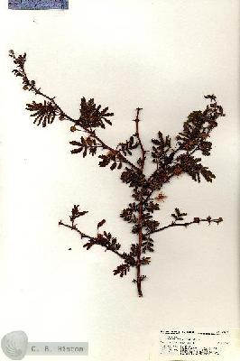 URN_catalog_HBHinton_herbarium_20951.jpg.jpg