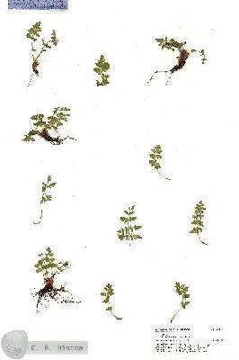 URN_catalog_HBHinton_herbarium_21005.jpg.jpg