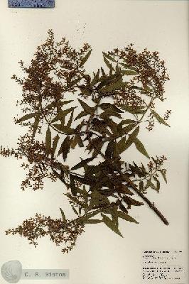URN_catalog_HBHinton_herbarium_22965.jpg.jpg