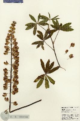 URN_catalog_HBHinton_herbarium_22972.jpg.jpg