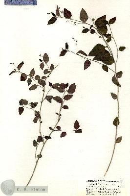 URN_catalog_HBHinton_herbarium_21091.jpg.jpg