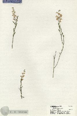 URN_catalog_HBHinton_herbarium_21062.jpg.jpg