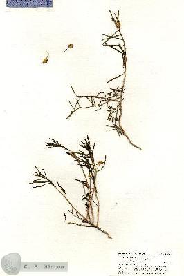 URN_catalog_HBHinton_herbarium_21098.jpg.jpg