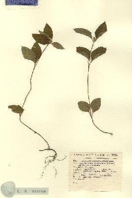 URN_catalog_HBHinton_herbarium_2299.jpg.jpg