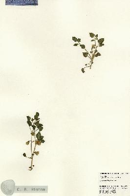 URN_catalog_HBHinton_herbarium_22995.jpg.jpg