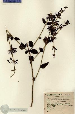 URN_catalog_HBHinton_herbarium_2111.jpg.jpg