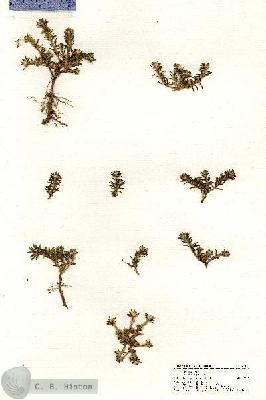 URN_catalog_HBHinton_herbarium_21130.jpg.jpg