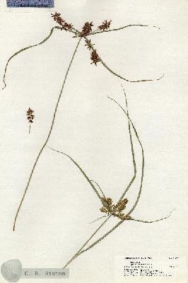 URN_catalog_HBHinton_herbarium_21127.jpg.jpg