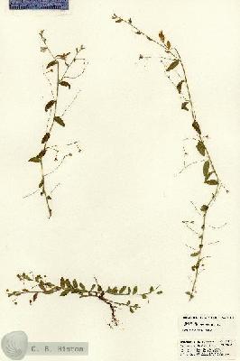 URN_catalog_HBHinton_herbarium_21152.jpg.jpg