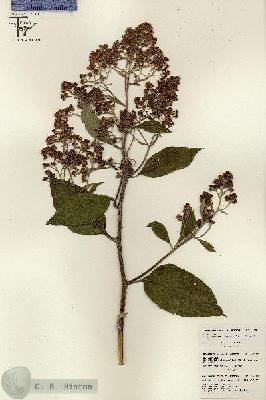 URN_catalog_HBHinton_herbarium_26019.jpg.jpg