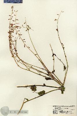 URN_catalog_HBHinton_herbarium_21185.jpg.jpg