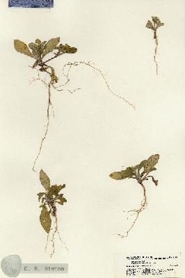 URN_catalog_HBHinton_herbarium_21187.jpg.jpg