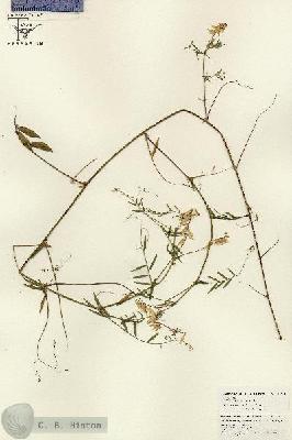 URN_catalog_HBHinton_herbarium_26025.jpg.jpg