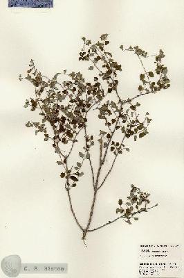 URN_catalog_HBHinton_herbarium_23051.jpg.jpg