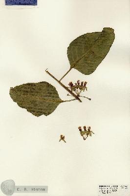URN_catalog_HBHinton_herbarium_23056.jpg.jpg