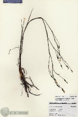 URN_catalog_HBHinton_herbarium_23104.jpg.jpg