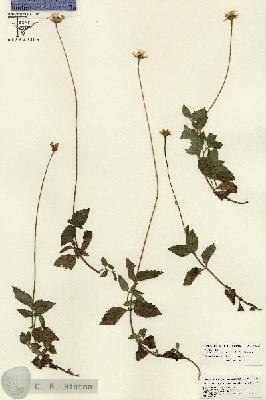 URN_catalog_HBHinton_herbarium_26033.jpg.jpg