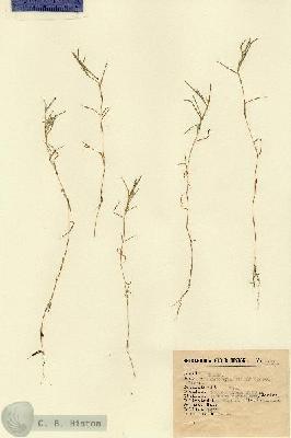 URN_catalog_HBHinton_herbarium_2319.jpg.jpg