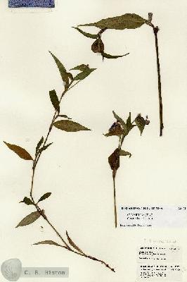 URN_catalog_HBHinton_herbarium_23174.jpg.jpg