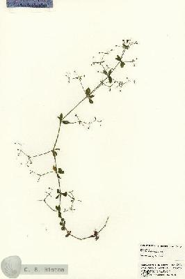 URN_catalog_HBHinton_herbarium_23176.jpg.jpg