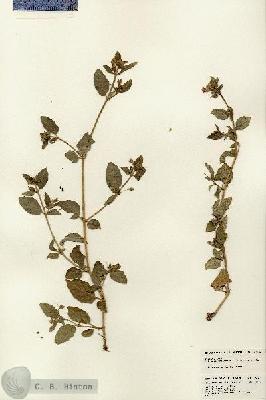 URN_catalog_HBHinton_herbarium_23182.jpg.jpg