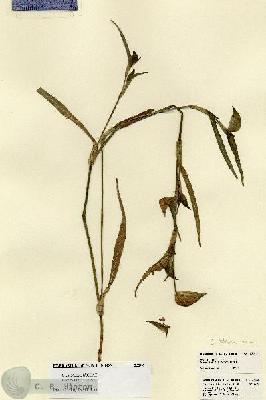 URN_catalog_HBHinton_herbarium_23206.jpg.jpg