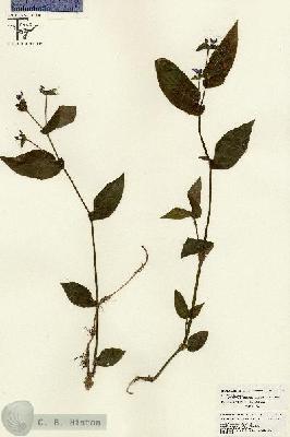 URN_catalog_HBHinton_herbarium_26055.jpg.jpg
