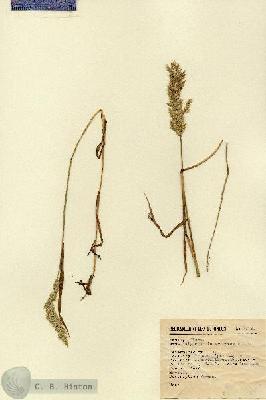 URN_catalog_HBHinton_herbarium_2313.jpg.jpg
