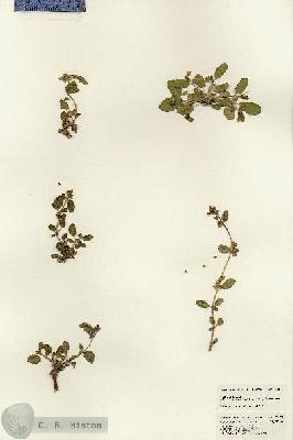 URN_catalog_HBHinton_herbarium_23133.jpg.jpg