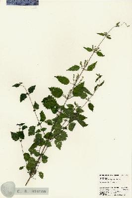 URN_catalog_HBHinton_herbarium_23160.jpg.jpg