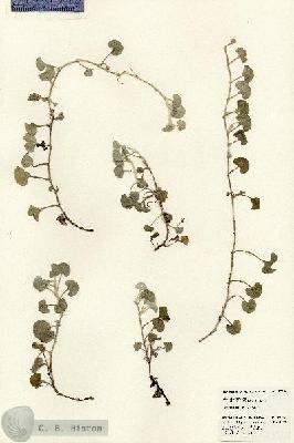 URN_catalog_HBHinton_herbarium_23956.jpg.jpg