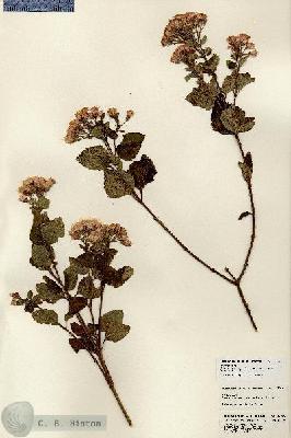 URN_catalog_HBHinton_herbarium_23960.jpg.jpg