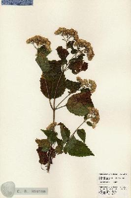 URN_catalog_HBHinton_herbarium_23962.jpg.jpg