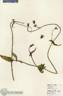 URN_catalog_HBHinton_herbarium_23963.jpg.jpg