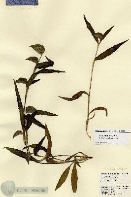 URN_catalog_HBHinton_herbarium_23225.jpg.jpg
