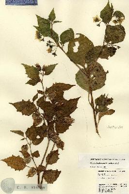 URN_catalog_HBHinton_herbarium_23229.jpg.jpg