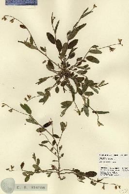 URN_catalog_HBHinton_herbarium_23231.jpg.jpg