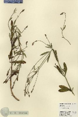 URN_catalog_HBHinton_herbarium_23269.jpg.jpg