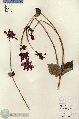 URN_catalog_HBHinton_herbarium_26088.jpg.jpg